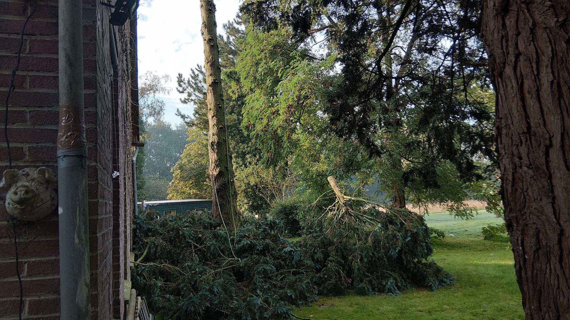 Gevallen boomtakken na kappen of storm