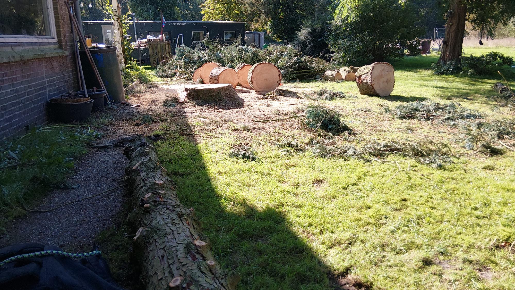 Boom kappen en rooien – gekapte stammen en snoeihout Termunten