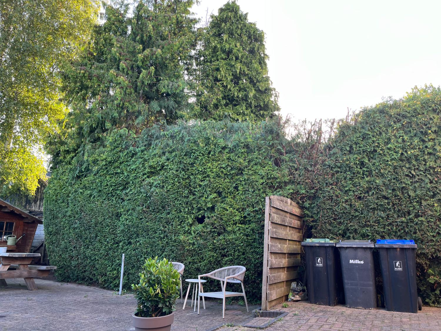 Groene conifeerhaag met zitje