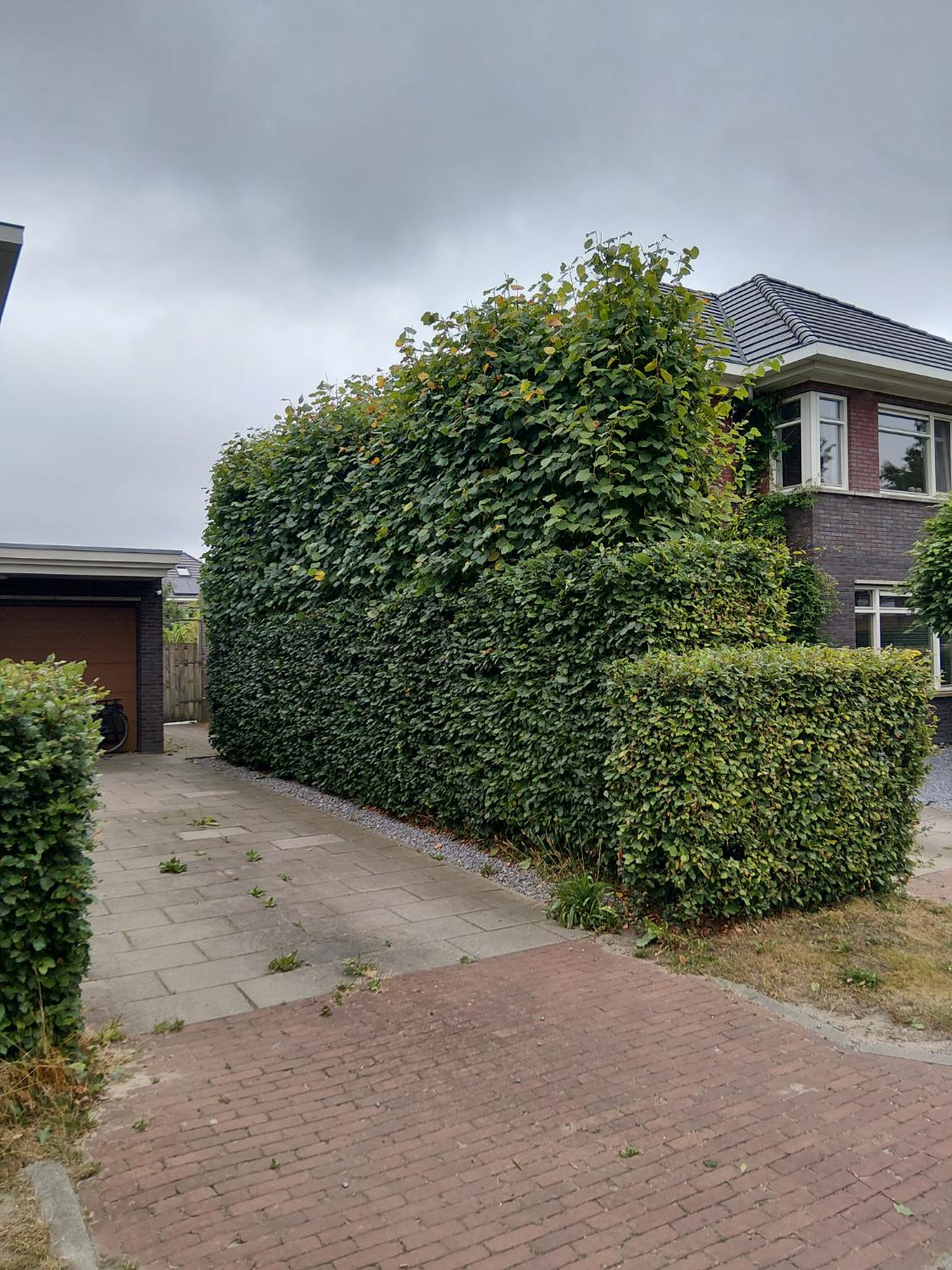 Dichte hoge haag langs oprit