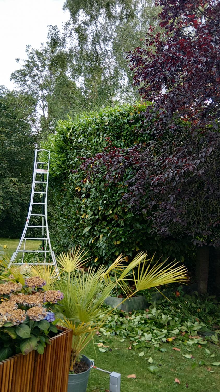 Ladder bij gesnoeide heg met bladval